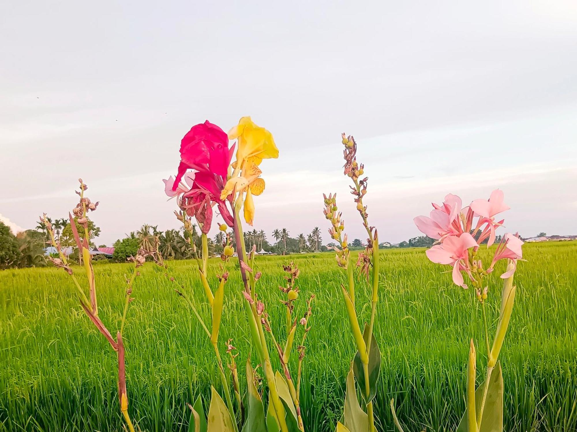 Kurau Inn Farmstay Kuala Kurau Exterior foto